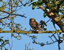 2 Jagen auch am Tage